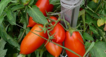 Charakteristika a popis odrůdy rajčat königsberg, její výnos