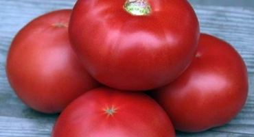 Charakteristika a popis odrůdy rajčat kibo, její výnos