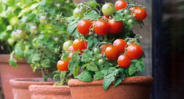 Charakteristika a popis odrůdy rajčete brusinka v cukru, její výnos