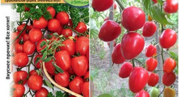 Charakteristika a popis odrůdy jahodového rajčete, její výnos