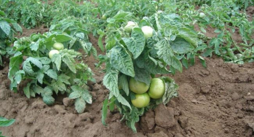 Charakteristika a popis odrůdy rajčat, její výnos