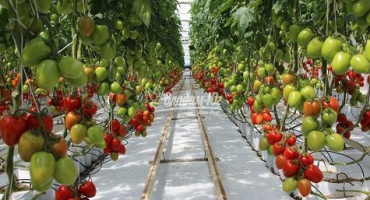 Charakteristika a popis odrůdy rajčete kolibřík