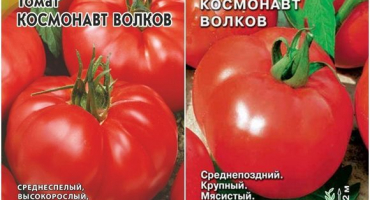 Charakteristika a popis odrůdy rajčat kosmonaut vlci, její výnos