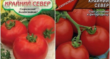 Charakteristika a popis odrůdy rajčete daleký sever, její výnos