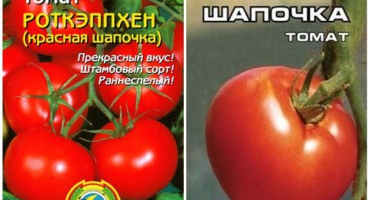 Charakteristika a popis odrůdy rajčat červená karkulka, její výnos a pěstování