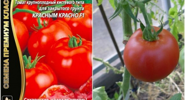 Charakteristika a popis odrůdy červeného rajčete, její produktivita