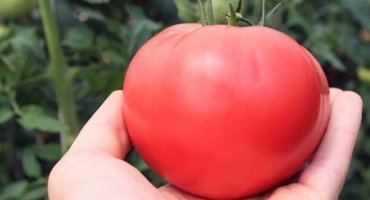 Charakteristika a popis odrůdy rajčat máša panenka