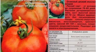 Charakteristika a popis odrůdy rajčat labrador, její výnos