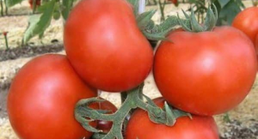 Charakteristika a popis lehátka odrůdy rajčat, jeho výnos