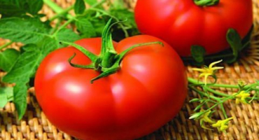 Charakteristika a popis odrůdy rajčat mahitos f1