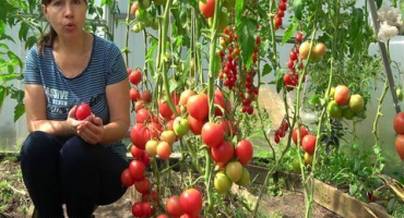 Charakteristika a popis odrůdy rajčat malinová říše, její výnos