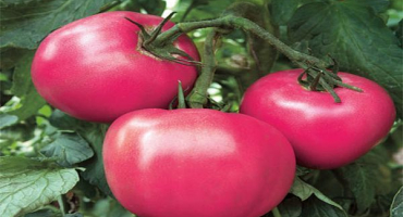 Charakteristika a popis odrůdy rajčat malinová rapsodie