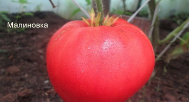 Charakteristika a popis odrůdy robin rajčat