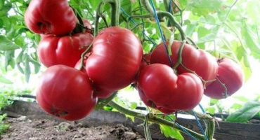 Charakteristika a popis odrůdy rajčatového malinového medu
