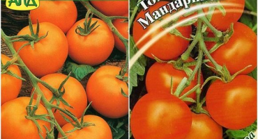 Charakteristika a popis odrůdy rajčat mandarinka, její výnos