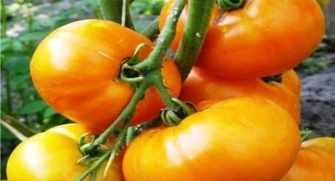 Charakteristika a popis odrůdy rajčat marissa