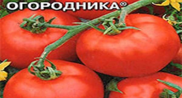 Charakteristika a popis zahradníkovy vysněné odrůdy rajčat, její výnos