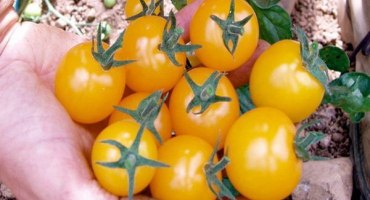 Charakteristika a popis odrůdy trsu rajčatového medu