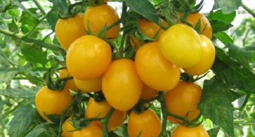 Charakteristika a popis odrůdy rajčatového medového bonbónu