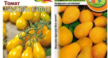 Charakteristika a popis odrůdy medových kapkových rajčat, její pěstování a výnos