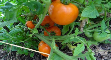 Charakteristika a popis odrůdy medovo-cukrových rajčat (medovice)