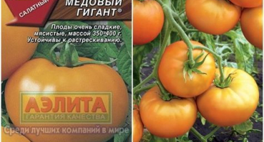 Charakteristika a popis odrůdy medových obřích rajčat, její výnos