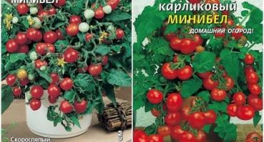 Charakteristika a popis odrůdy rajčat minibel, její výnos