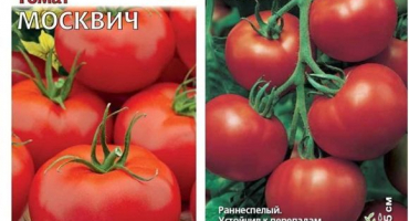 Charakteristika a popis odrůdy rajčat moskvich, její výnos