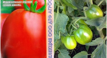 Charakteristika a popis odrůdy rajčat nastya sibiryachka