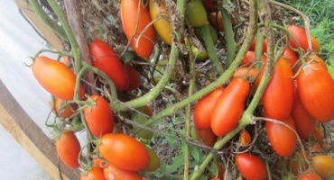 Charakteristika a popis odrůdy rajčete niagara, její výnos
