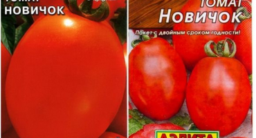 Charakteristika a popis odrůdy rajčat začátečník, výnos a pěstování