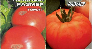 Charakteristika a popis odrůdy rajčat požadované velikosti, její výnos