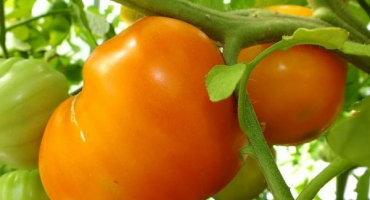 Charakteristika a popis odrůdy rajčete oranžové srdce (liskin nos), její výnos