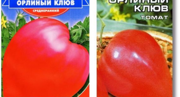 Charakteristika a popis odrůdy rajčete orlího, její výnos