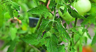 Charakteristika a popis odrůdy rajčete palenka