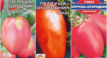 Charakteristika a popis odrůdy rajčat petržel zahradník, její výnos