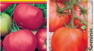 Charakteristika a popis růžové jedinečné odrůdy rajčat, její výnos