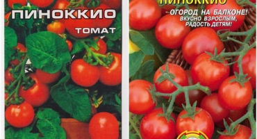 Charakteristika a popis odrůdy rajčat pinocchio, pěstování a výnos