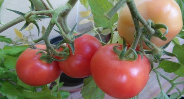 Charakteristika a popis odrůdy rajčat dárek pro ženu