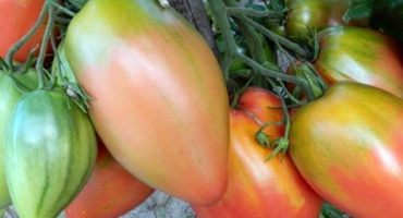 Charakteristika a popis odrůdy rajčat podsinskoe zázrak (liana), její výnos