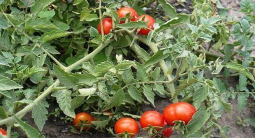 Charakteristika a popis odrůdy rajčete sněženka, její výnos