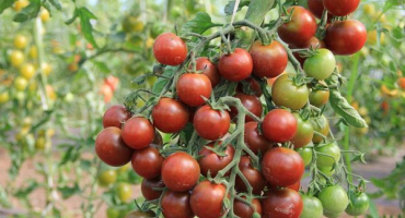 Charakteristika a popis odrůdy rajčat pruhovaný let, recenze zahradníků