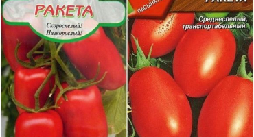 Charakteristika a popis odrůdy raketového rajčete, její výnos a pěstování