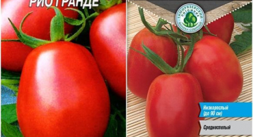 Charakteristika a popis odrůdy rajčat rio grande, její výnos