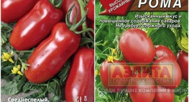 Charakteristika a popis odrůdy rumových rajčat, její výnos