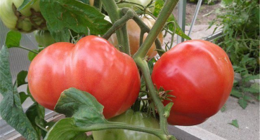 Charakteristika a popis odrůdy rajčete růžového zázraku, její výnos