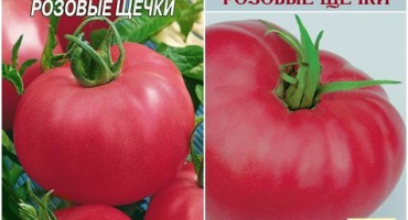 Charakteristika a popis odrůdy rajčatově růžové líčka