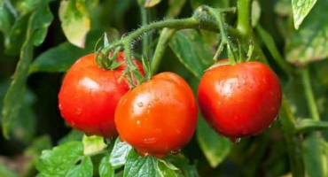 Charakteristika a popis odrůdy rajčat rubinchik f1, recenze letních obyvatel