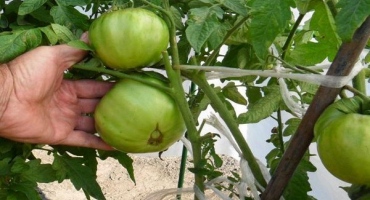 Charakteristika a popis odrůdy rajčat ruský bogatyr