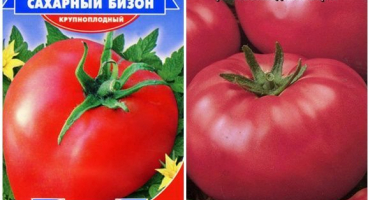 Charakteristika a popis odrůdy rajčat sugar bison neboli vůdce redskins, její výnos